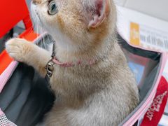 -伟伟宠物医院·CT影像中心·瑞派犬猫综合性门诊(汉口总院)
