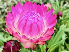 -花开海上生态园