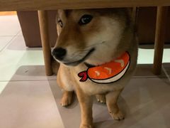 -柴务处·柴犬主题狗咖