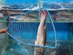 -清真·拉菲尔鱼庄(钟楼回民街店)