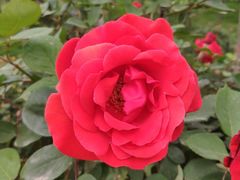 -渭南桃花源民俗文化园