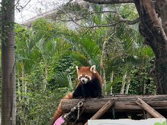 -灵玲国际马戏城