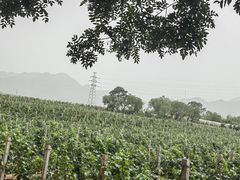-北京张裕爱斐堡酒庄
