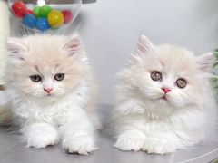 -lincat·猫舍(广州店)