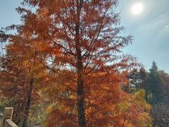 -溱湖国家湿地公园