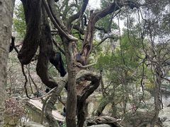 -绮园景区