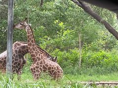 -北京野生动物园