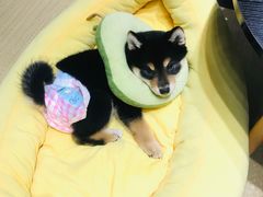 -逗柴咖啡屋·狗咖猫咖宠物桌游