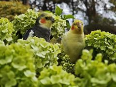 -铁山坪森林公园