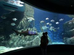 -暹罗海洋世界