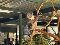-费瑟代尔野生动物园