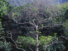 -梧桐山风景名胜区