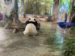 -海南热带野生动植物园