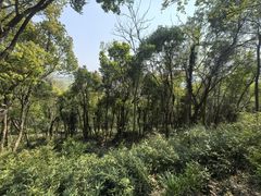 -上海佘山国家森林公园天马山园