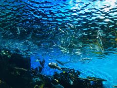 -华夏文旅海洋公园