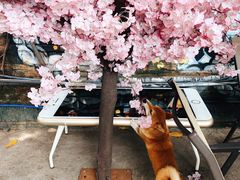 -柴犬高等学院·狗咖·柴犬售卖·宠物训练