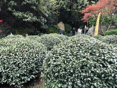 -十八棵（老龙井）御茶园(老龙井店)