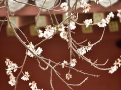 -桃花堤公园