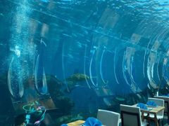 -海棠湾洲际-涛·海底餐厅·美人鱼·自助餐·海底隧道