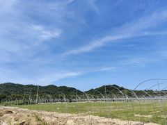 -林旺社区水果市场