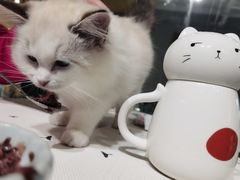 -吉丁鸟咖·异宠·寄养