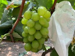 -马陆小张葡萄园农家乐