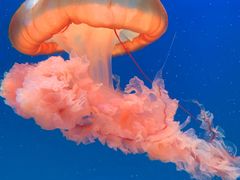 -芜湖新华联大白鲸海洋公园