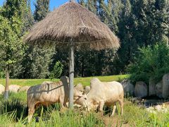 -北京野生动物园