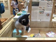 -猫的天空之城概念书店(杭州南宋御街店)