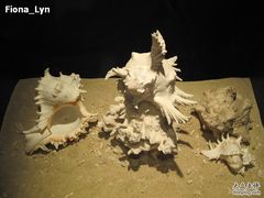 -亚龙湾中心广场·贝壳馆