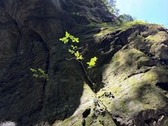 -牛背梁国家森林公园