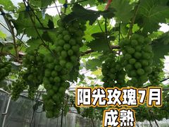 -广东花都香草世界旅游度假区