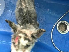 -西安京西宠物医院·瘫痪·疑难杂症