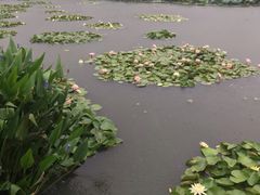 -长兴太湖图影湿地文化园