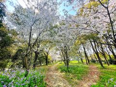 -上海滨江森林公园