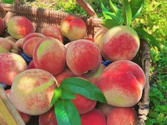 -南汇水蜜桃采摘(大团店)