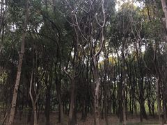 -昆山城市生态森林公园