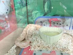 -藦茜花园宠物主题亲子互动体验馆(国顺东路店)