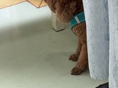 -瑞鹏宠物医院·宠保定点·心脏科·内科(御桥分院)