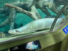 -上海海洋水族馆