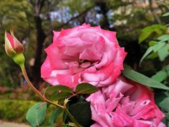 -人民公园(罗湖区)