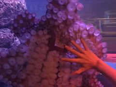 -暹罗海洋世界