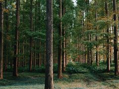 -黄海国家森林公园