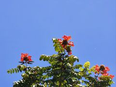 -深圳湾公园(南山区)
