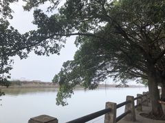 -大湾区中央湿地公园