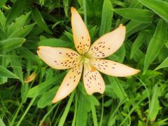 -北京国际鲜花港