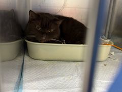 -达爱动物医院·犬猫分区·CT·复杂眼科(远洋山水分院)