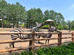 -大连森林动物园