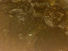 -洛阳龙门海洋馆