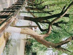 -乌镇东栅景区